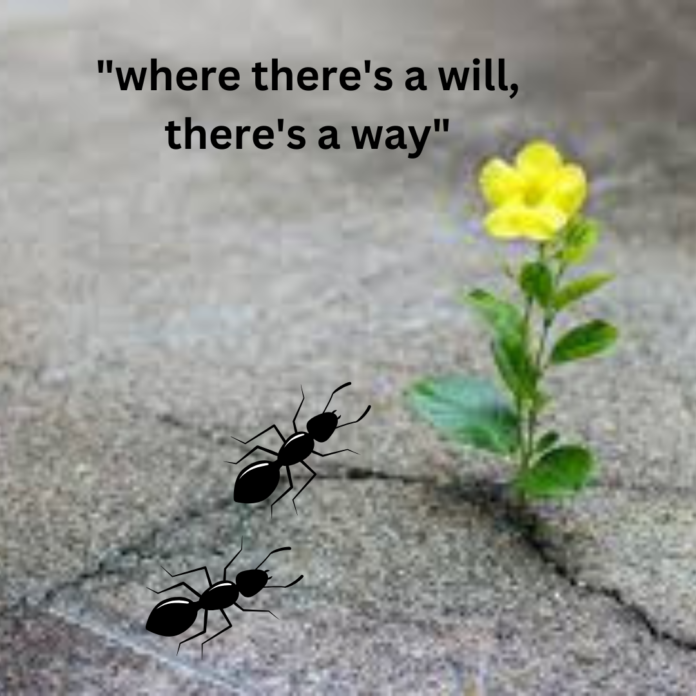 "where there's a will, there's a way"